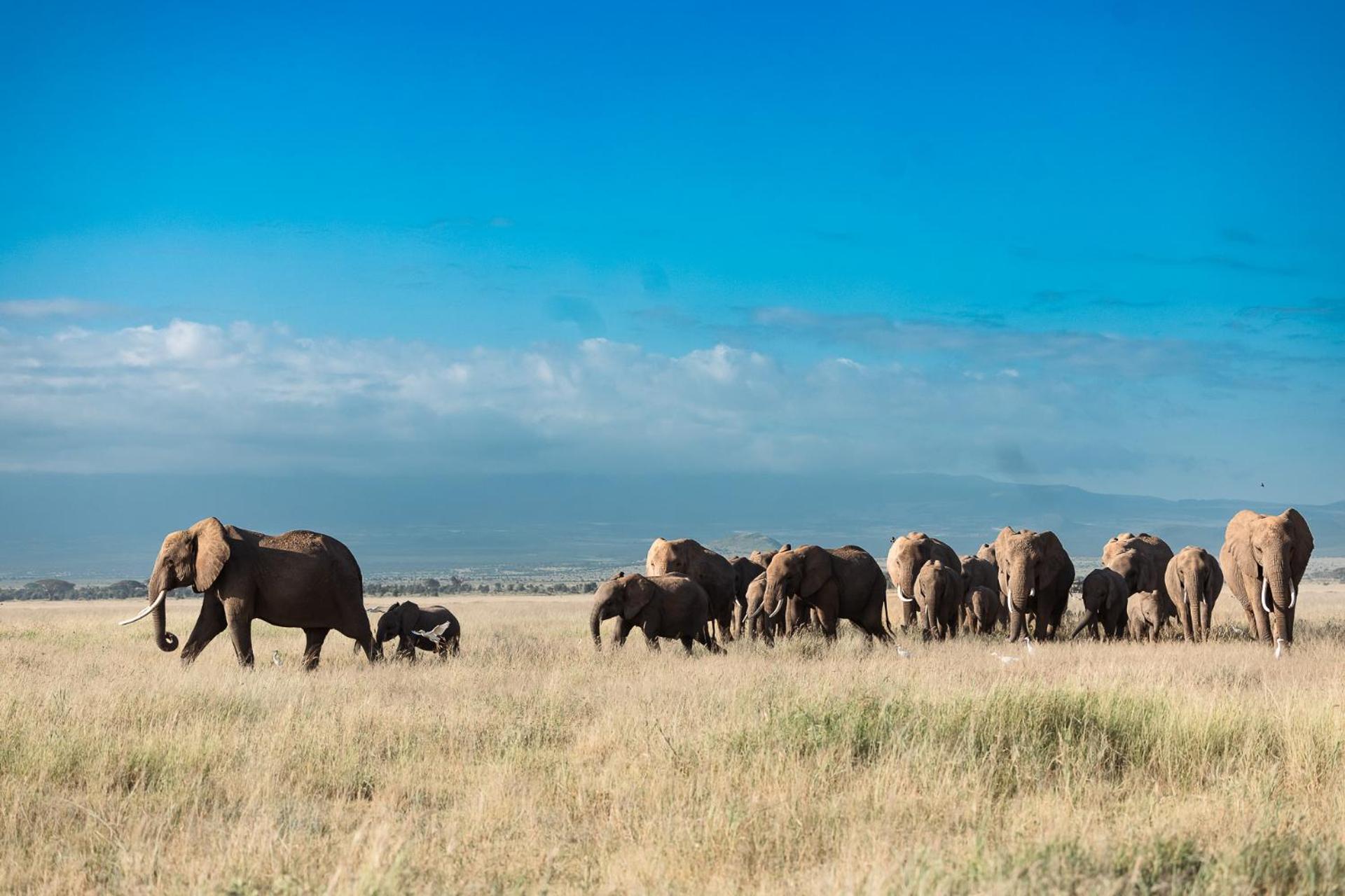 Amboseli Glass House Oloitokitok المظهر الخارجي الصورة