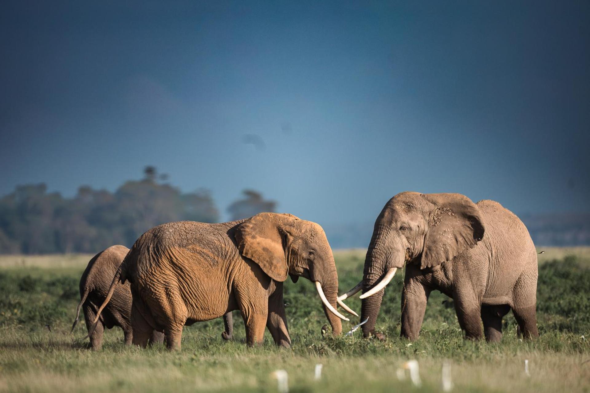 Amboseli Glass House Oloitokitok المظهر الخارجي الصورة